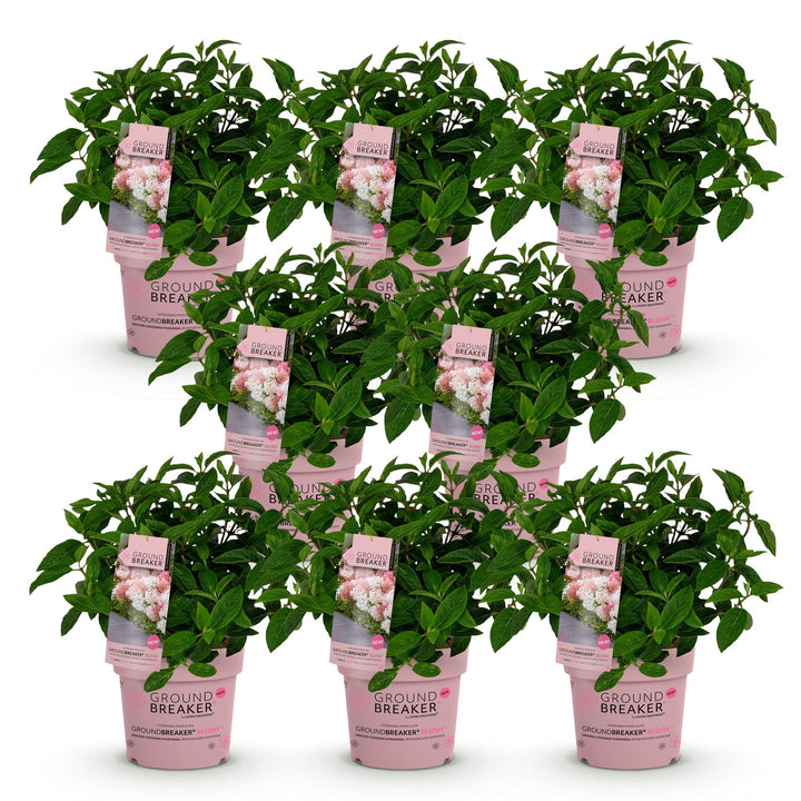 8 Hydrangea paniculata Groundbreaker Blush plants in 14cm pots - view 2