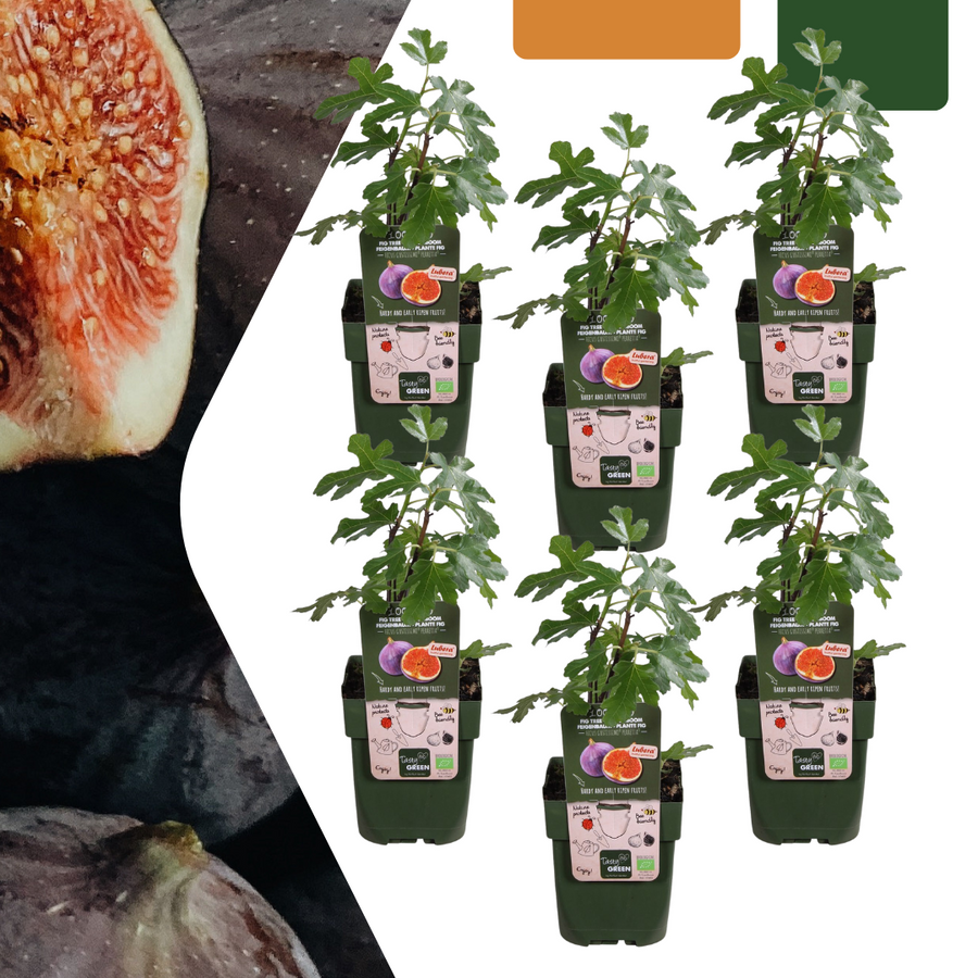 Set of 6 Everspring organic fig trees in 13 cm pots, each 20 cm tall, featuring green leaves and ripe figs.