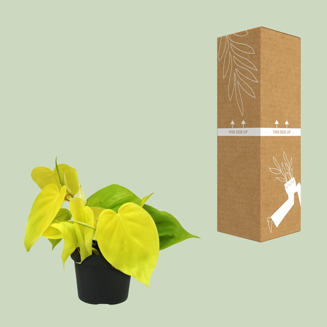Philodendron Lime - 12cm Pot Indoor Houseplant with Glossy Green Leaves