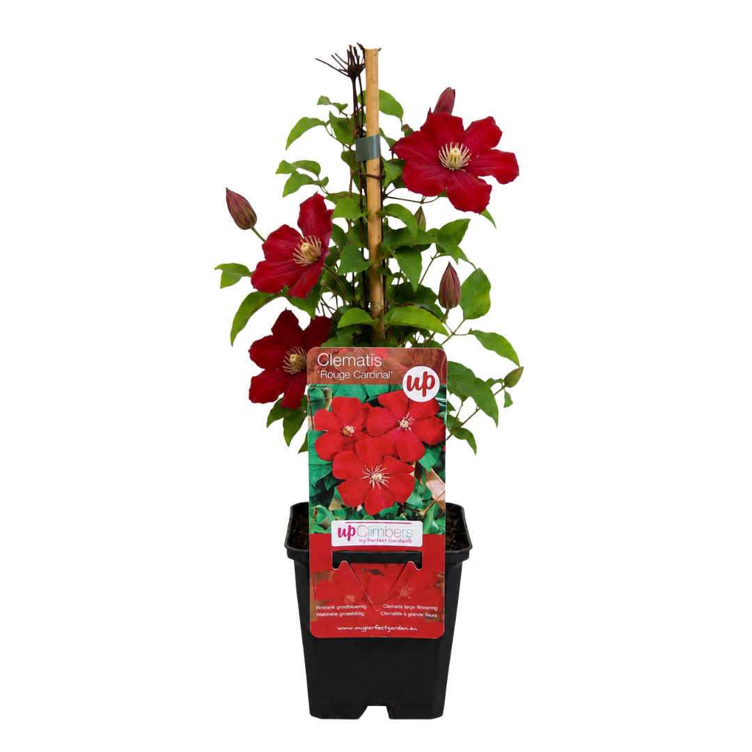 6x Clematis ‘Rouge Cardinal’ – P9 Pot – Beautiful Red Flowering Climbing Plant