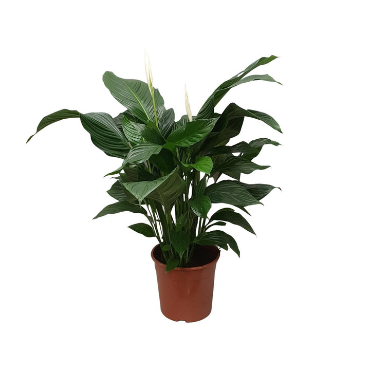 Spathiphyllum 'Sweet Silvana' Blanco (Peace Lily) |Air-Purifying & Serene!