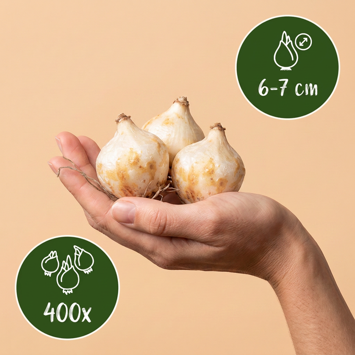 400x Muscari White Magic - Muscari blanc - Blanc - Bulbe naturalisant - Calibre 6/7