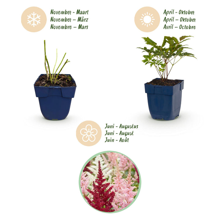 24 mixed astilbe plants in 11cm pots, 15-25cm tall - view 4