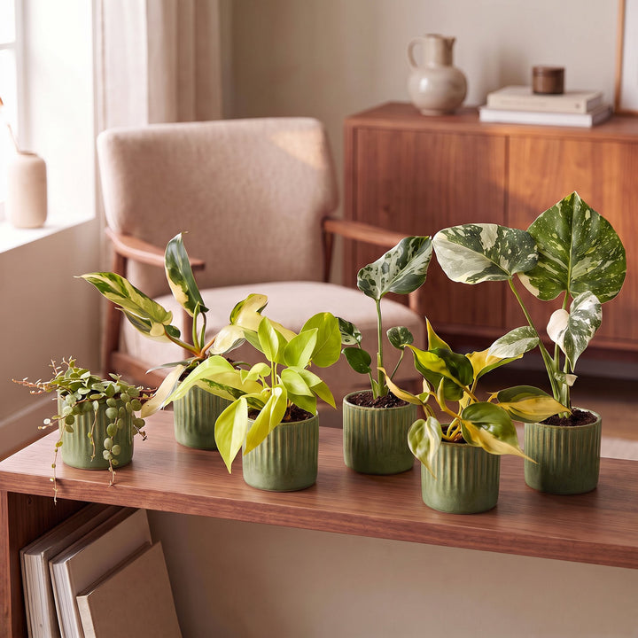 Baby Tropical Mix, six tropical houseplants in Ø6cm pots, image 3