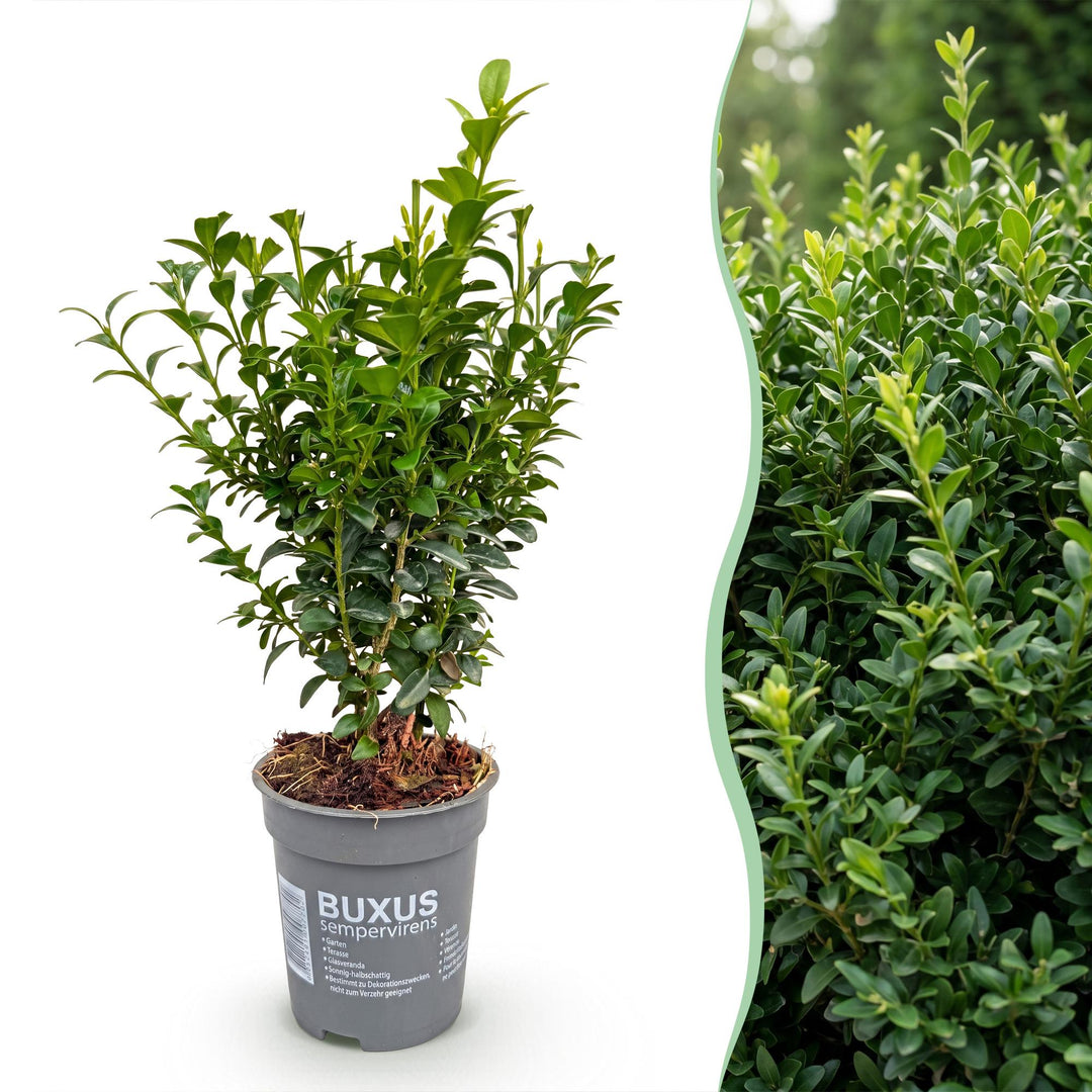 8x Buxus sempervirens boxwood hedging plants in 9cm pots - view 3