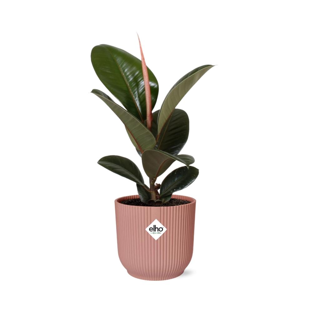 Rubber Plant Robusta (Ficus elastica 'Robusta') in a pink ELHO Vibes pot, view 2