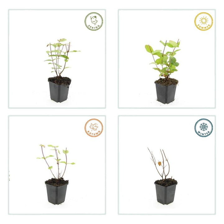 40x Hypericum inodorum 'Beauty' Plants - 10-25cm - 9cm Pot Bulk