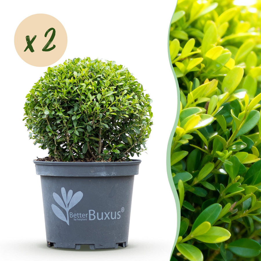 BetterBuxus Skylight box ball 25cm in 23cm pot