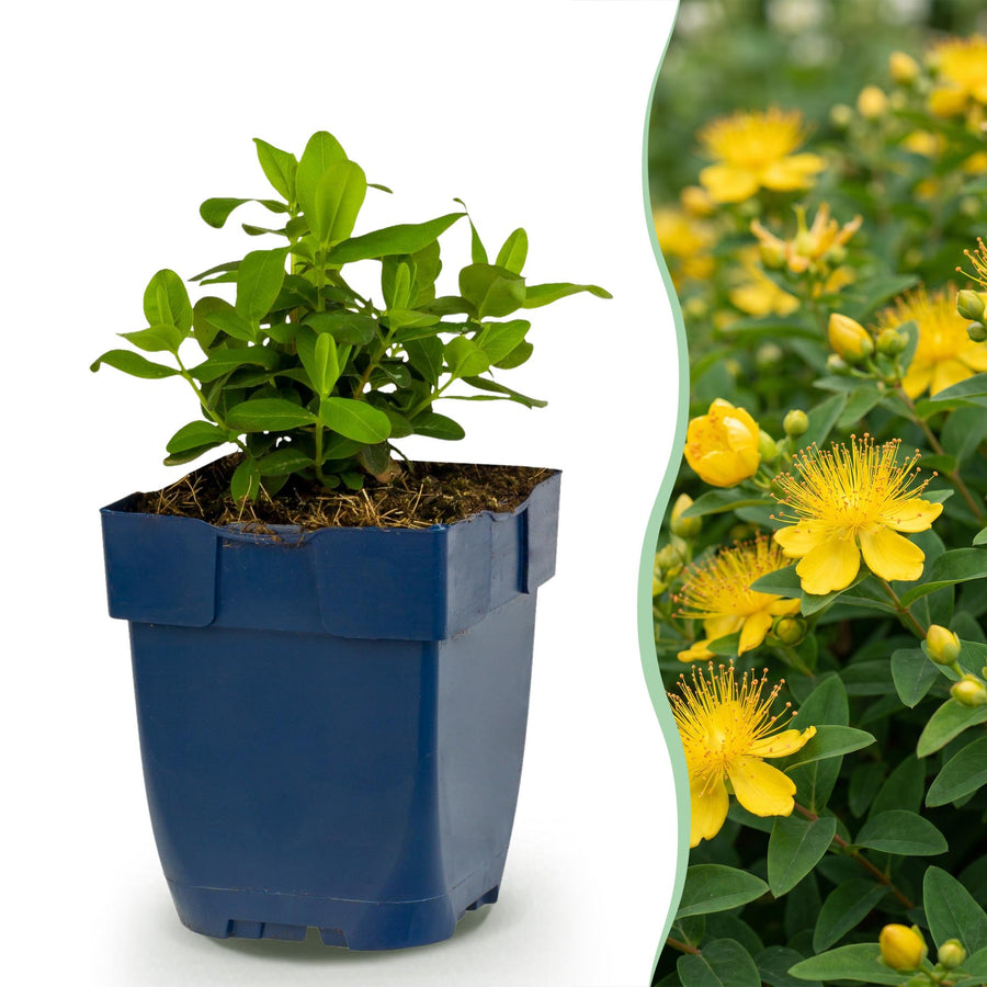 24x Hypericum calycinum Rose of Sharon plants in 11cm pots