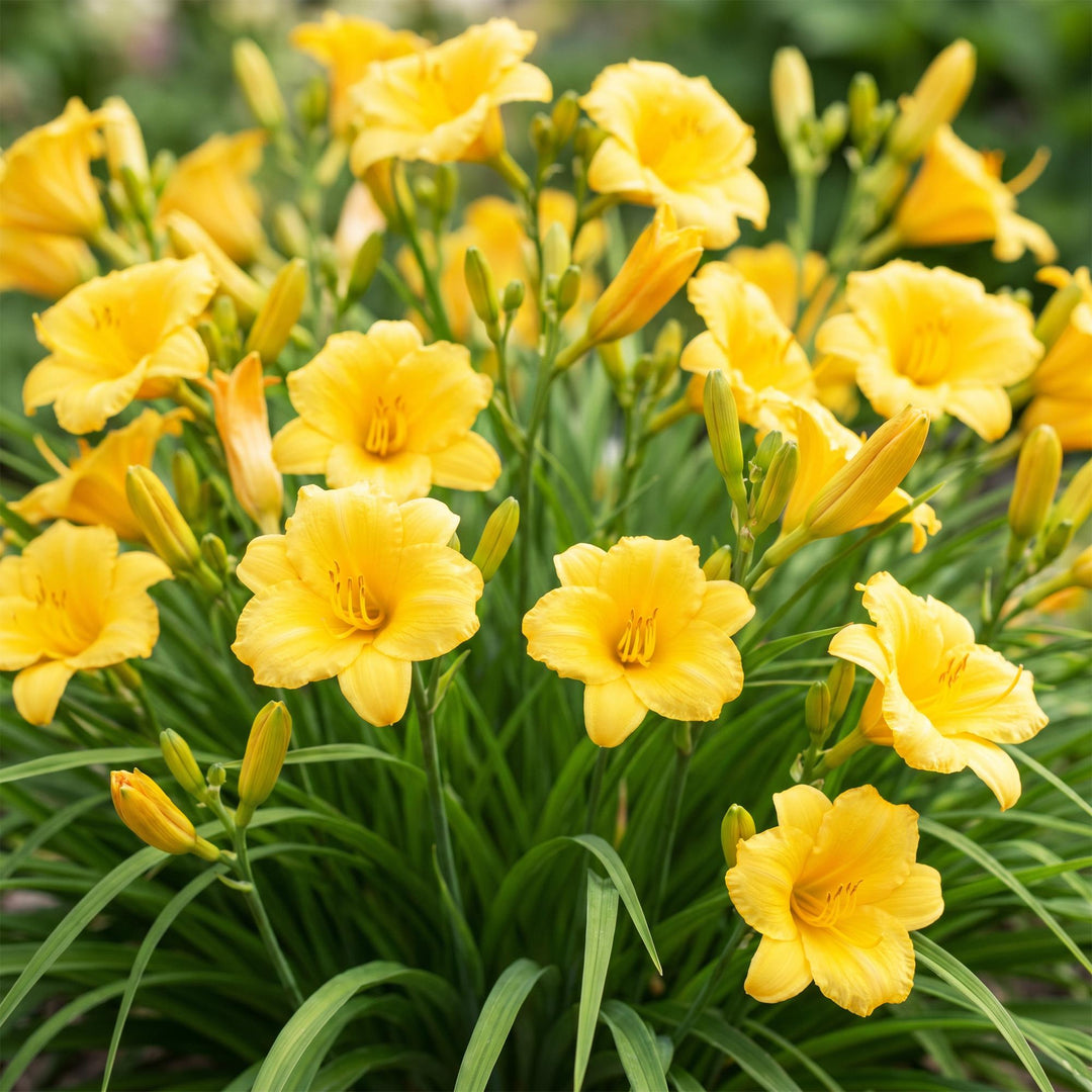 24 Hemerocallis 'Stella de Oro' daylily plants in 11cm pots, 15-25cm tall - view 5