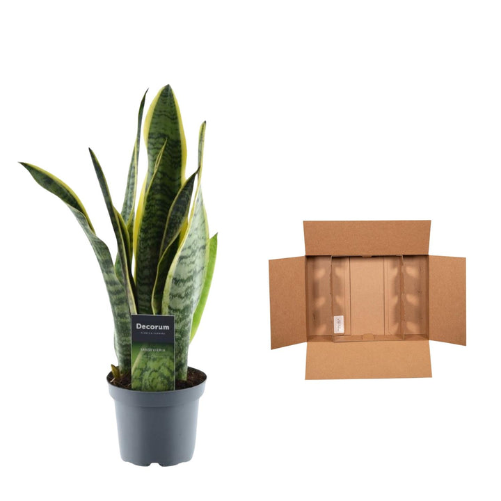 Green Sansevieria Snake Plant in a modern pot, ideal for low light and air purification, by Everspring.