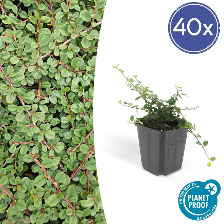 40x Cotoneaster 'Queen of Carpets' Evergreen Ground Cover - 10-25cm