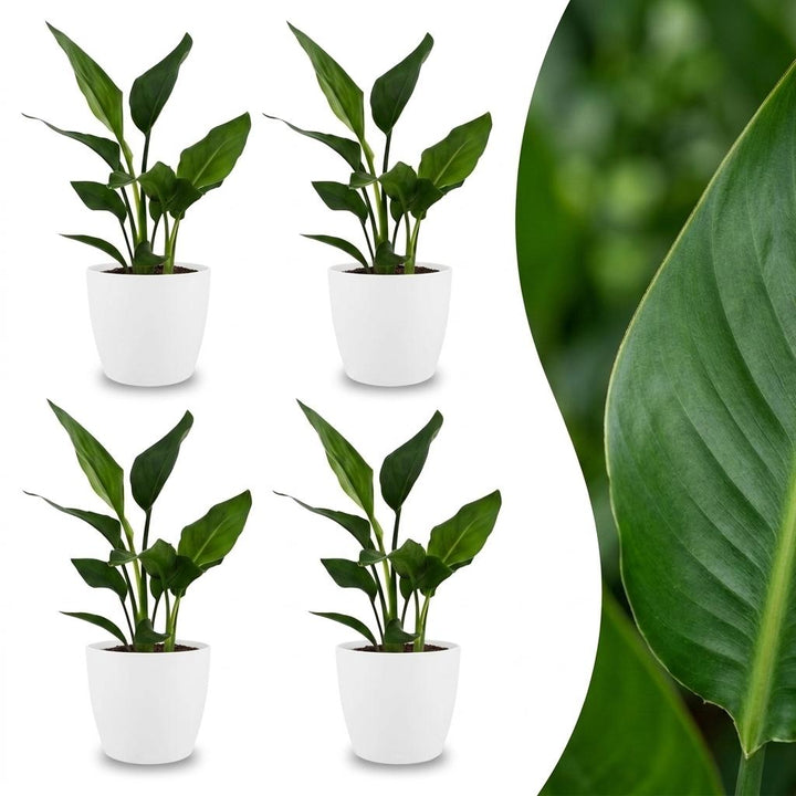 Strelitzia Reginea - Bird of Paradise - 4 Plants - with White Pot - Pot 12cm - Height - 35cm