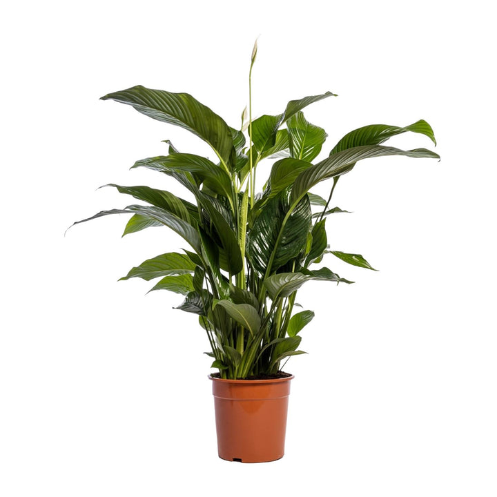 Spathiphyllum 'Bellini' (Peace Lily): Elegant 100cm Tall, Ø24cm Pot – Air-Purifying & Serene!