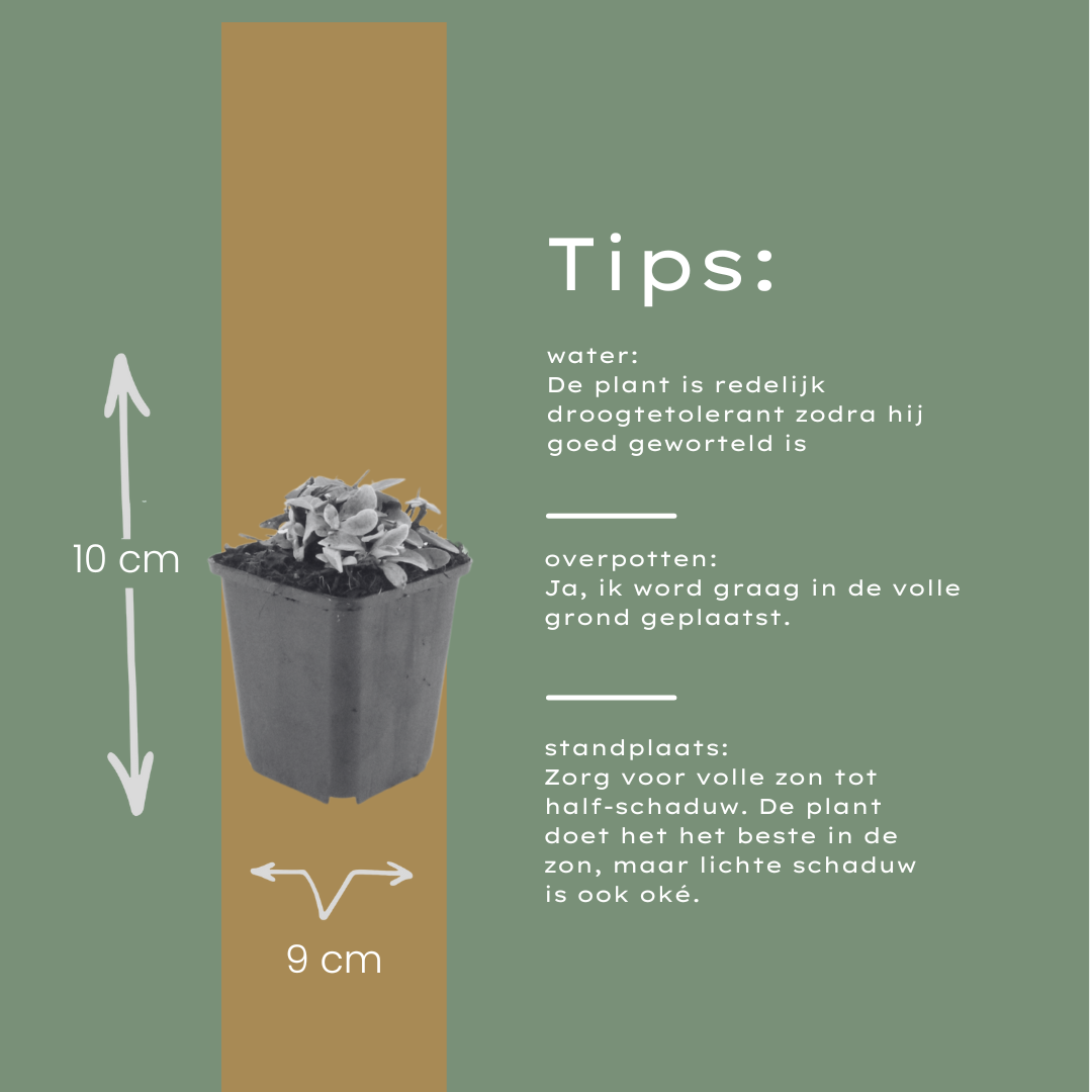 60x Anaphalis triplinervis - ↕10-25cm - Ø9cm