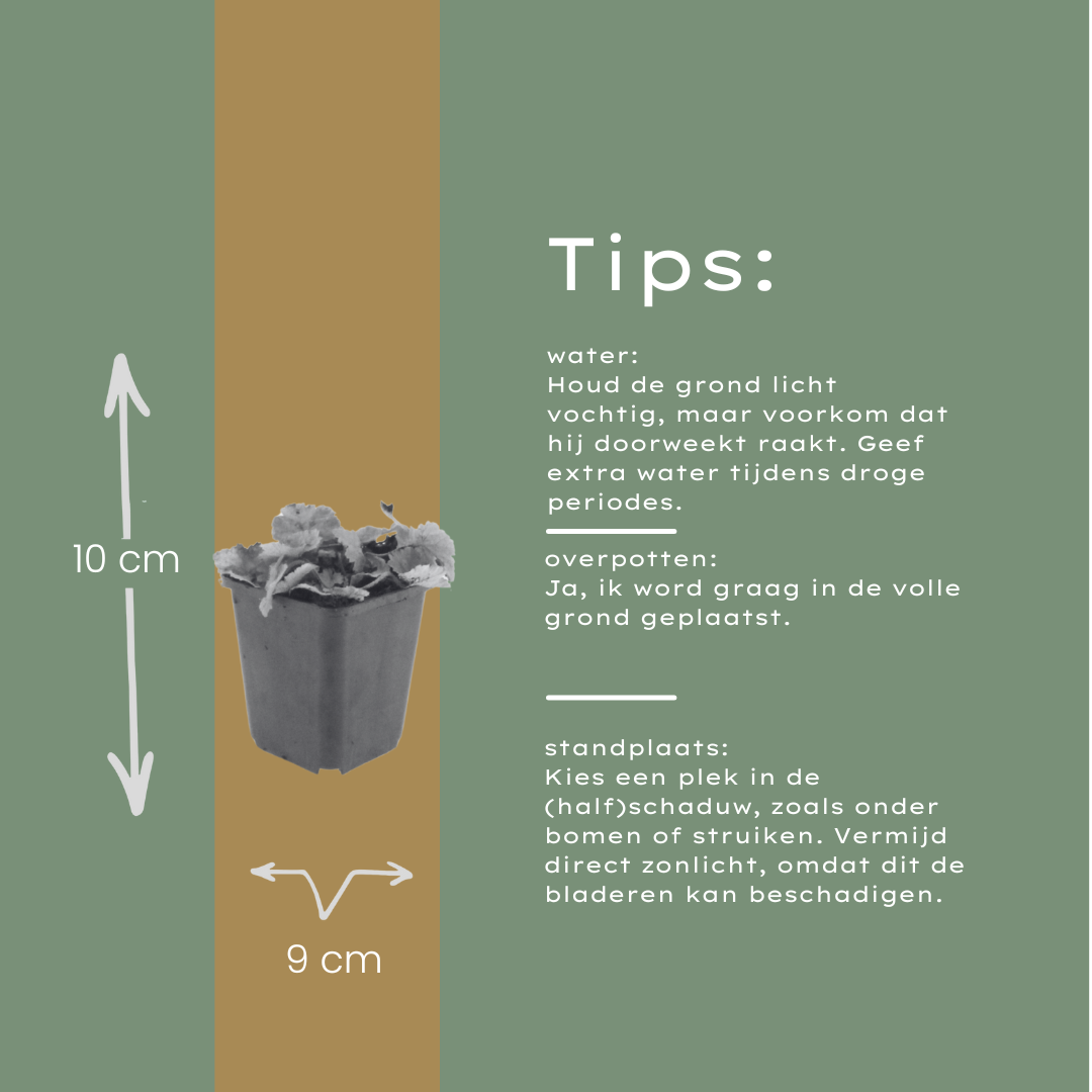 24x Tiarella cordifolia - ↕10-25cm - Ø9cm