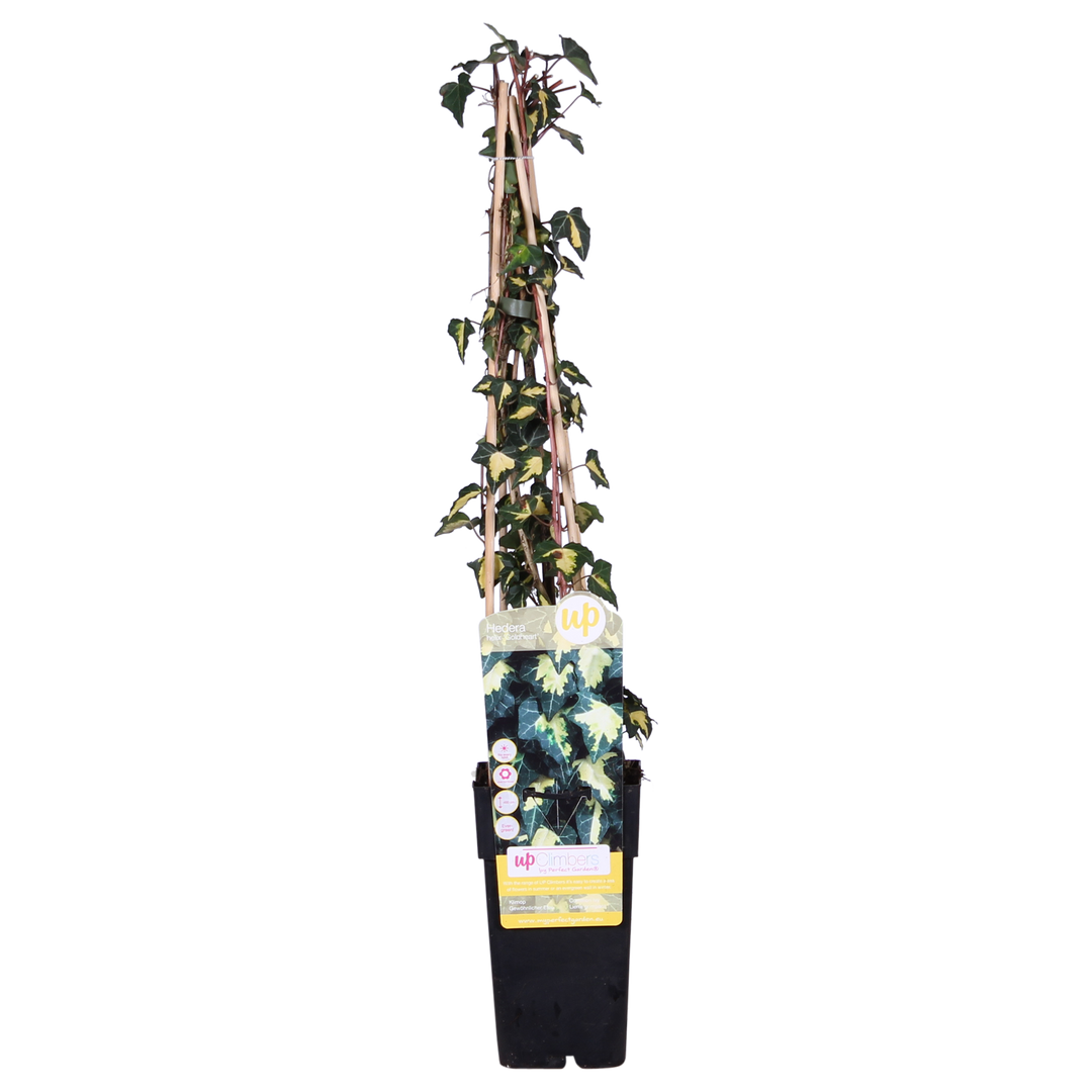 Hedera Helix Goldheart Ivy Plant 65cm - 4 Pack Climbing Plant