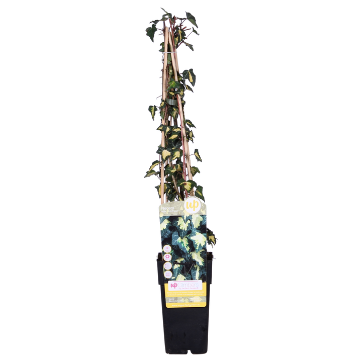 Hedera Helix Goldheart Ivy Plant 65cm - 4 Pack Climbing Plant