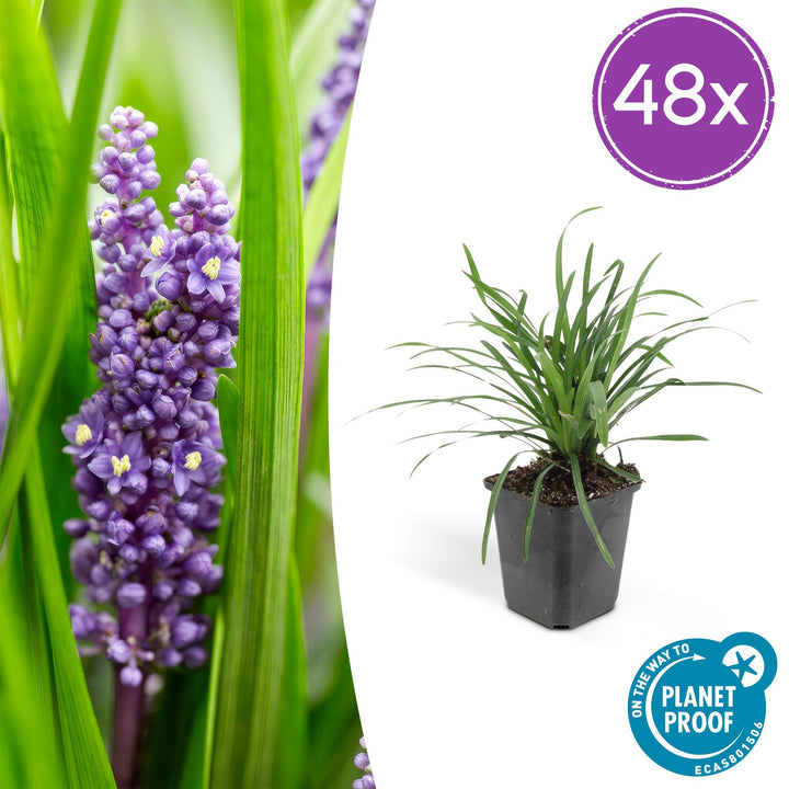 48x Liriope 'Big Blue' - Evergreen Ground Cover for Shade