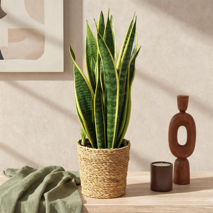 Snake Plant 'Laurentii' (Dracaena trifasciata 'Laurentii'), detail view 3