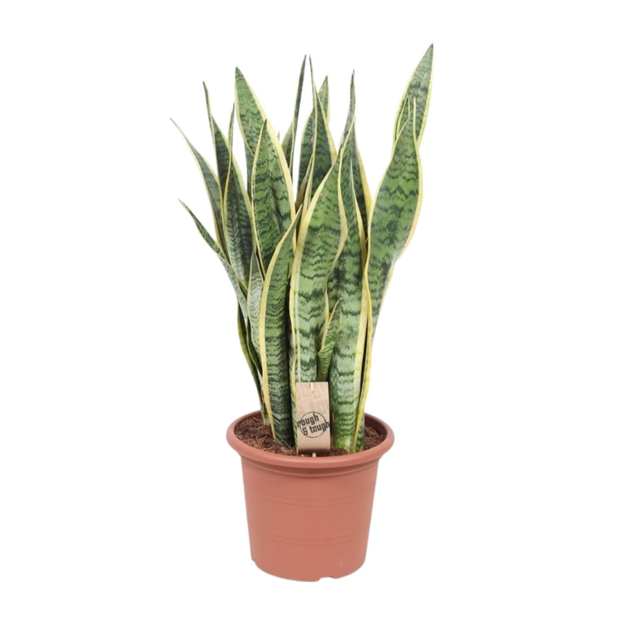Sansevieria 'Laurentii' snake plant with tall green leaves and yellow edges, by Everspring, ideal for indoor air purificatio