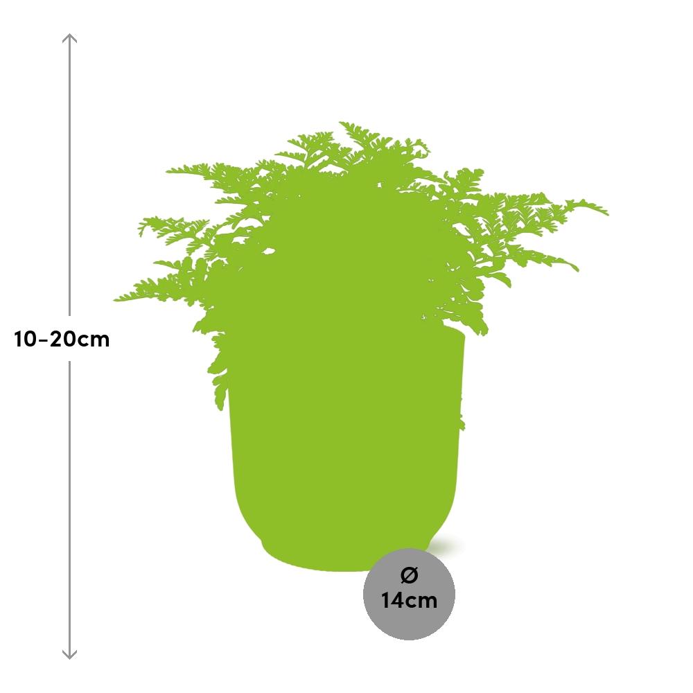 Crested Bird's Nest Fern (Asplenium 'Parvati') in a pink ELHO Vibes pot, view 3