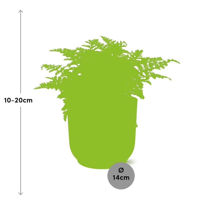 Crested Bird's Nest Fern (Asplenium 'Parvati') in a pink ELHO Vibes pot, view 3