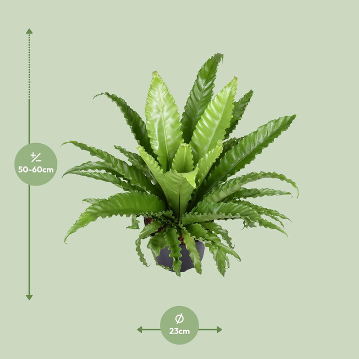 Asplenium Antiquum 'Osaka' Bird's Nest Fern - 60cm Indoor Plant