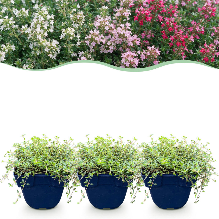 Thymus Tricolour thyme ground cover plants, pack of 24