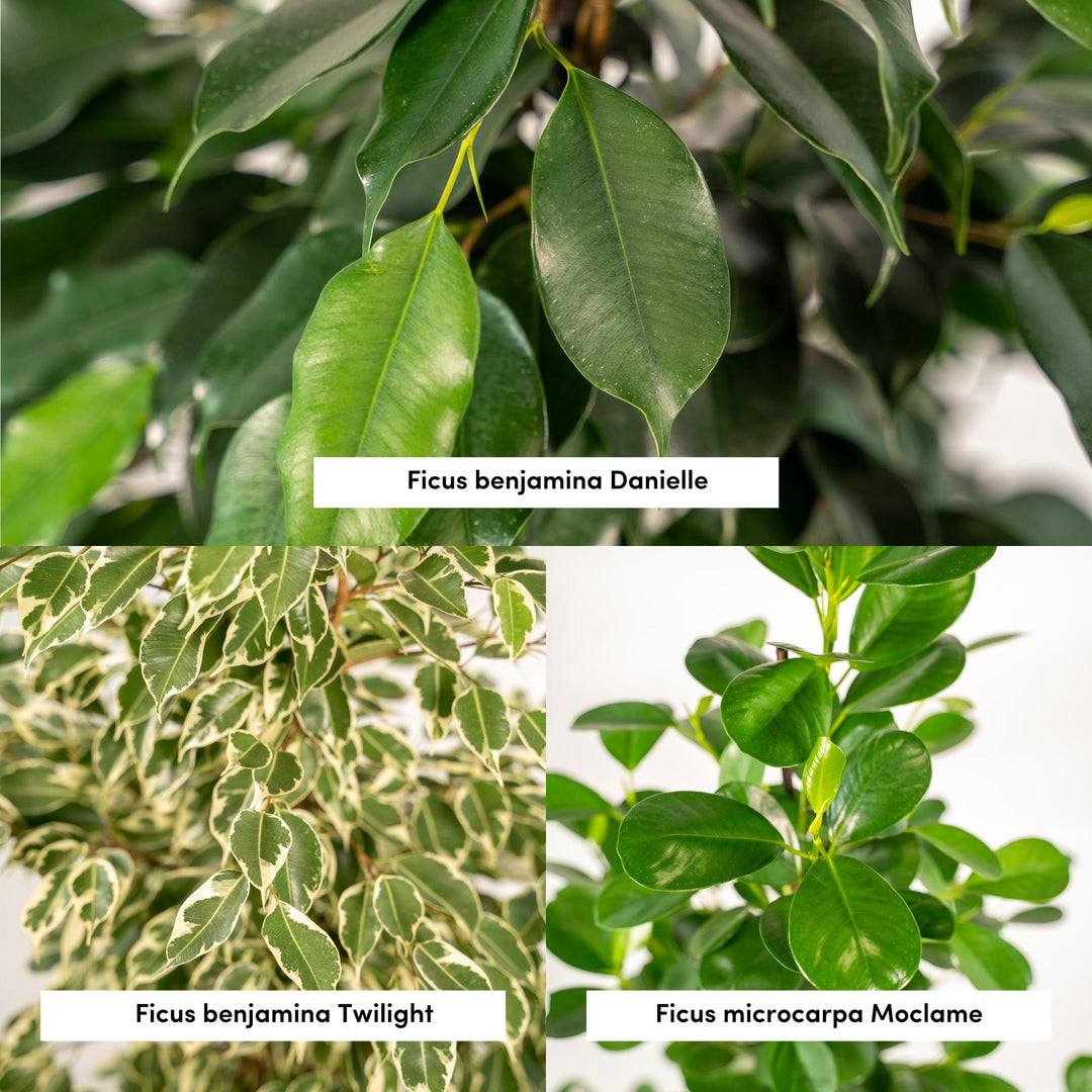 3 Ficus Plant Bundle with Basket - 95cm Air-Purifying Indoor Plants