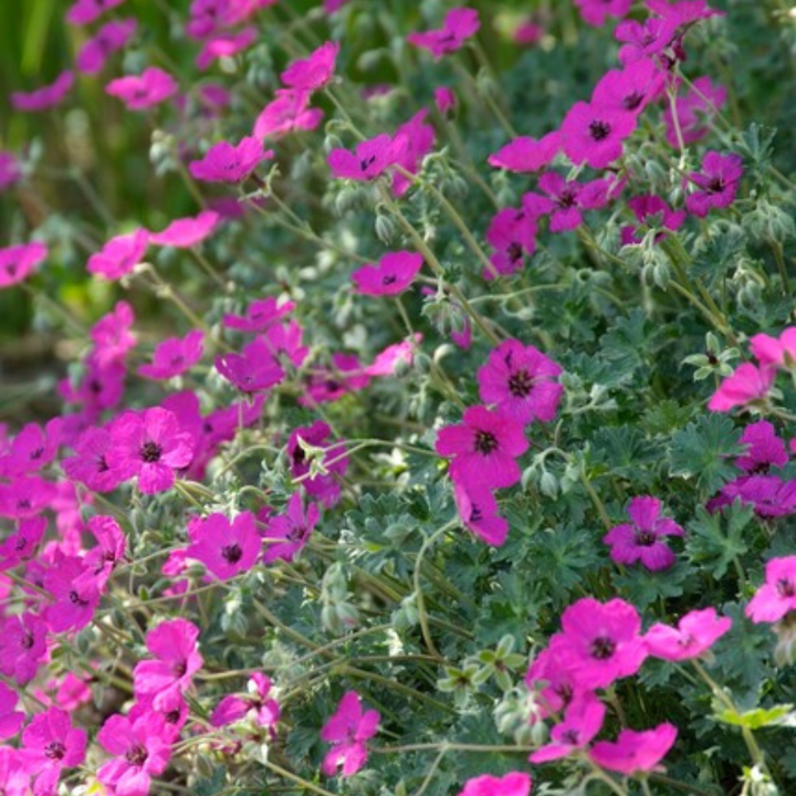 24x Geranium sang. 'Max Frei' - ↕10-25cm - Ø9cm