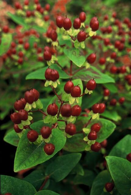 Hypericum inodorum 'Beauty' with bright red berries and green oval leaves on branching stems, multiple plants visible