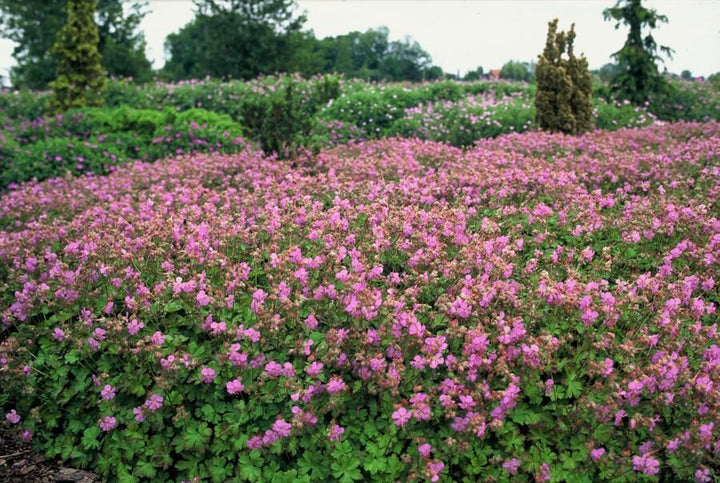 Geranium Cantabrigiense Cambridge - Pink Flowering Groundcover