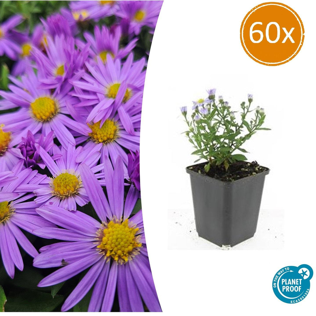 Aster Dumosus Prof Anton Kippenberg - Purple Fall Blooming Perennial