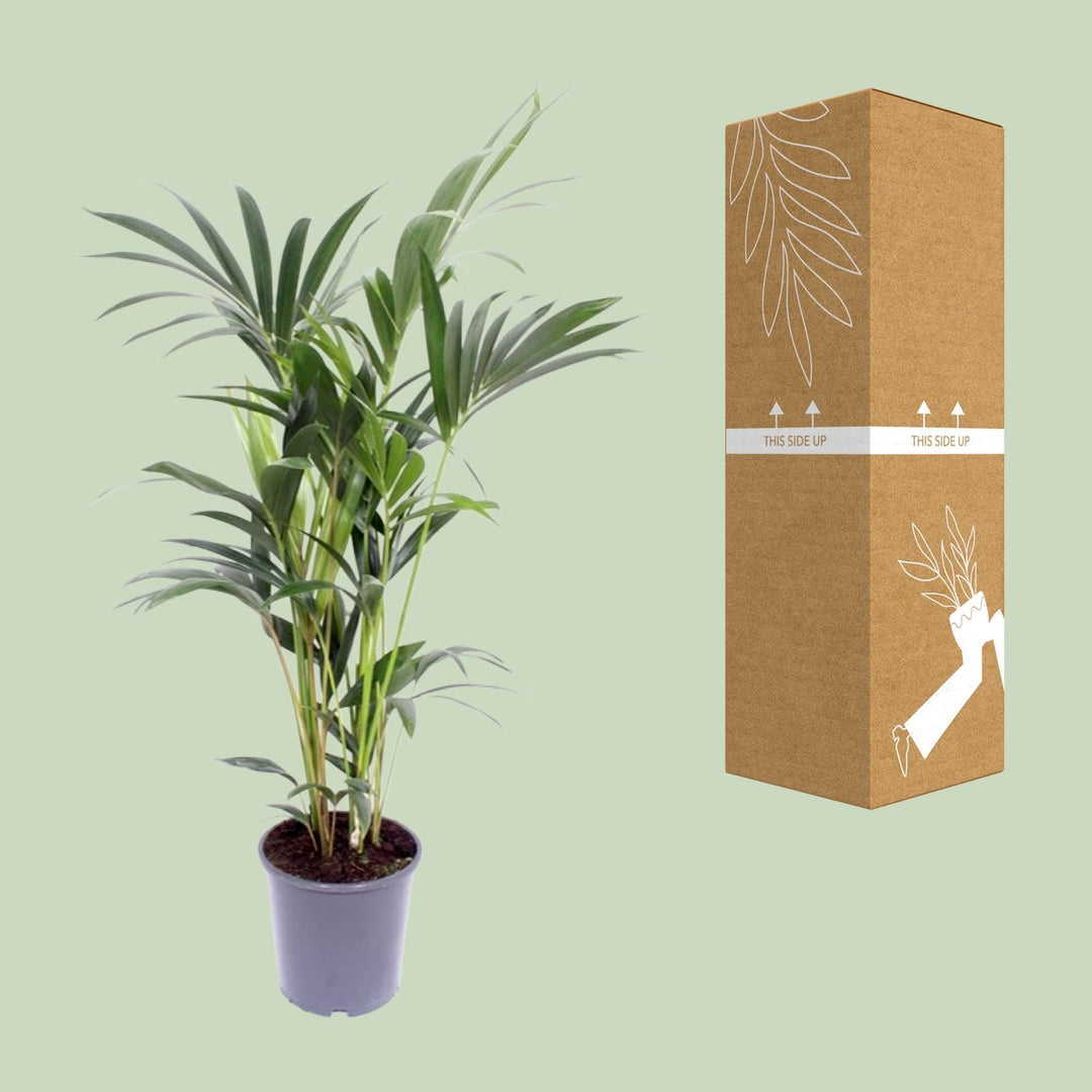 Kentia Palm Howea Forsteriana 120cm - Air Purifying Indoor Plant