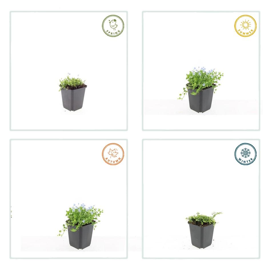 6x Isotoma fluviatilis 'Alba'- ↕10-25cm - Ø9cm