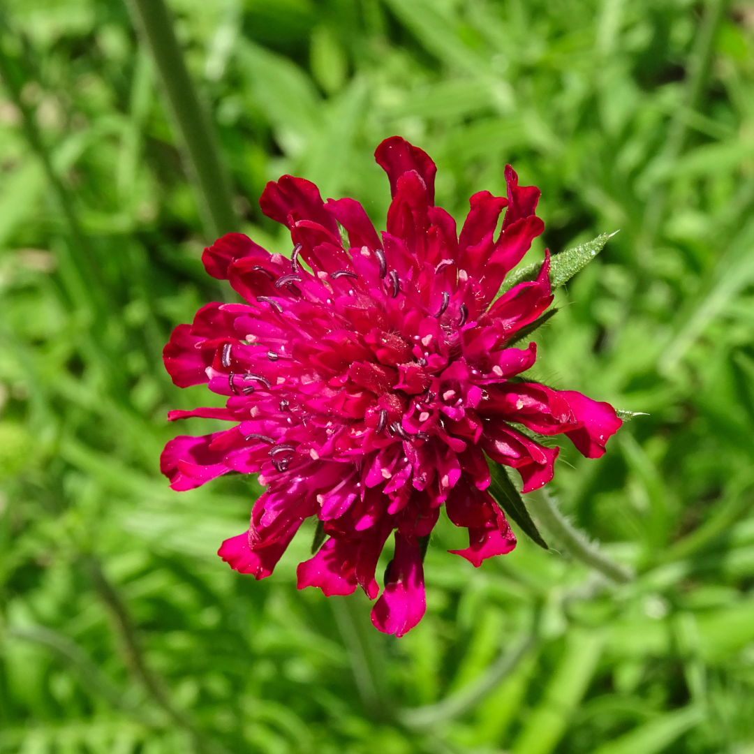 24x Knautia macedonica - ↕10-25cm - Ø9cm