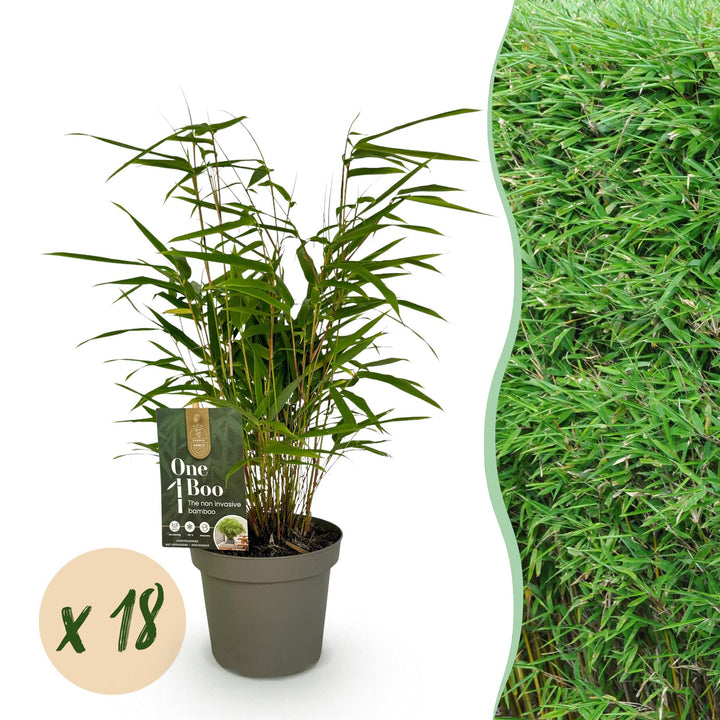 18 Fargesia rufa clumping bamboo plants in 14cm pots