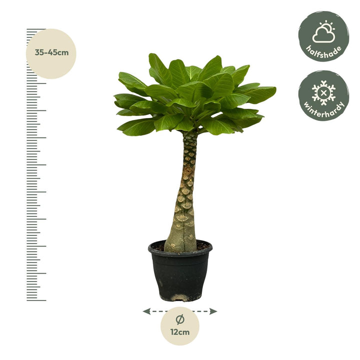 Brighamia Insignis Hawaiian Palm - Rare Indoor Succulent Plant