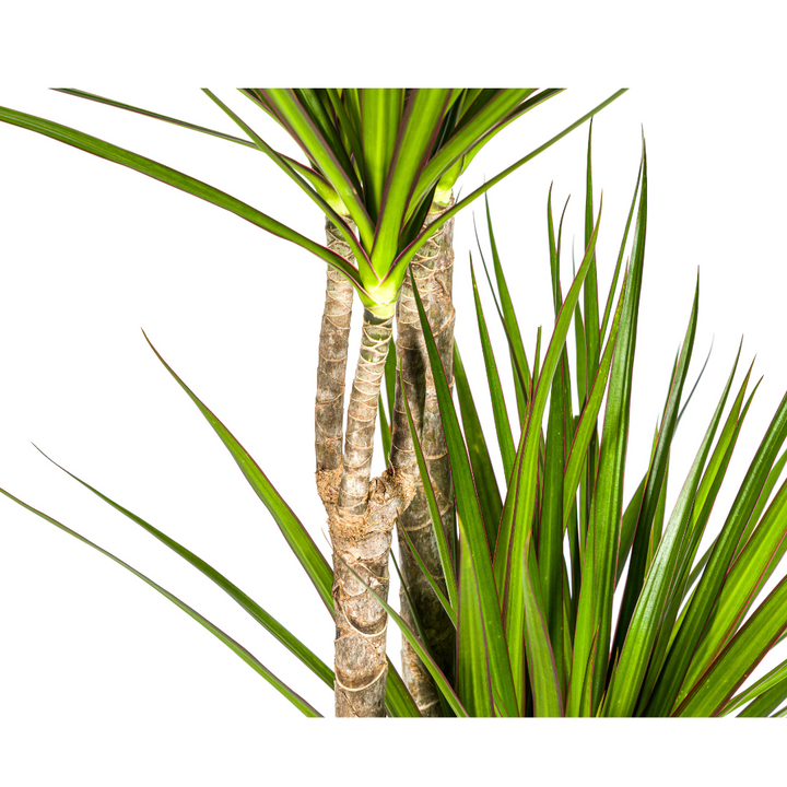 Dragon Tree (Dracaena marginata) - view 4