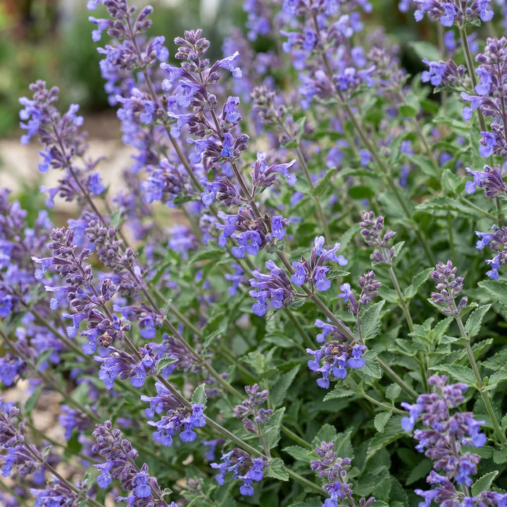 Pack of 24 Nepeta 'Six Hills Giant' catmint plants in 11cm pots - view 5