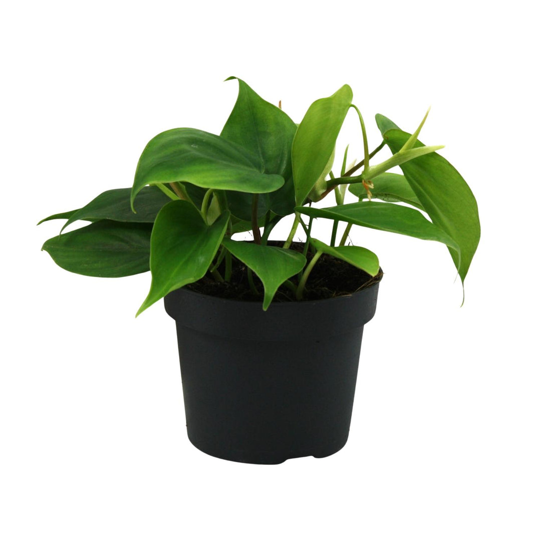 Philodendron Scandens in a 12cm pot, vibrant green foliage, easy-care indoor houseplant by Everspring.