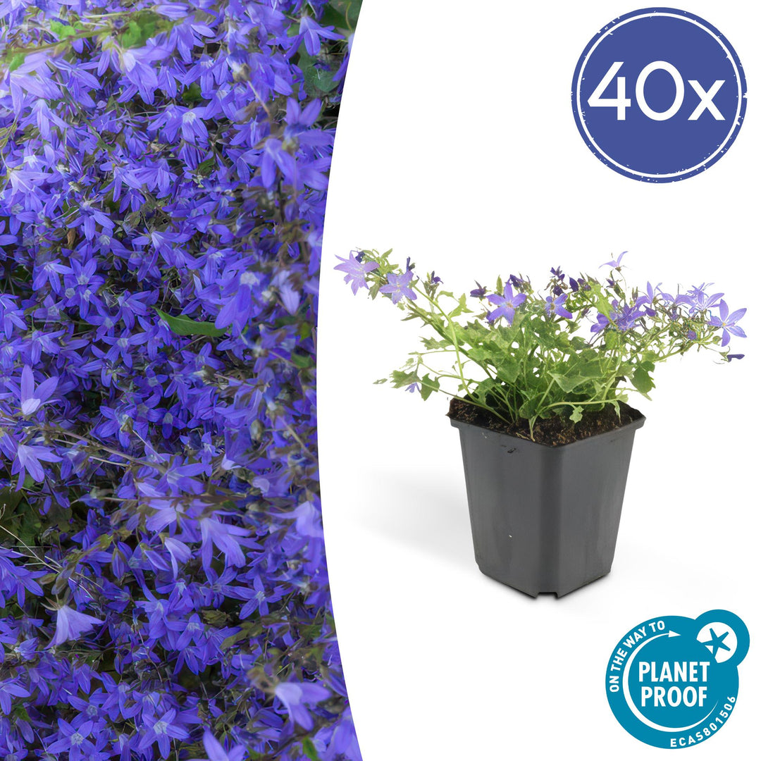 40x Serbian Bellflower 'Stella' - Violet-Blue Perennial - 9cm Pot