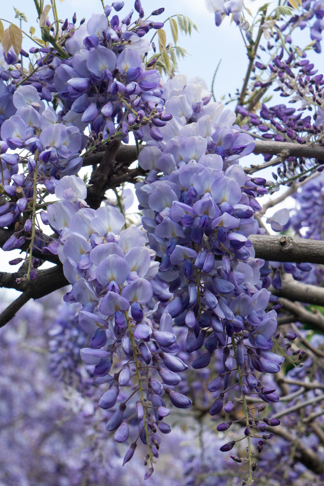 Wisteria sinensis Prolific Blue Rain Climbing Plant 65cm - Set of 2