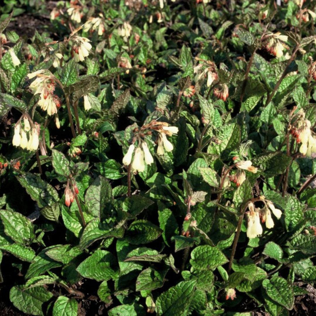 24x Symphytum grandiflorum - ↕10-25cm - Ø9cm