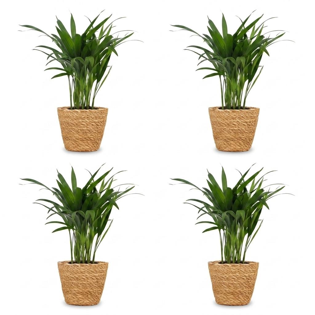 Areca Lutescens - Areca Palm - 4 Plants - with Basket - Pot 12cm - Height - 45cm