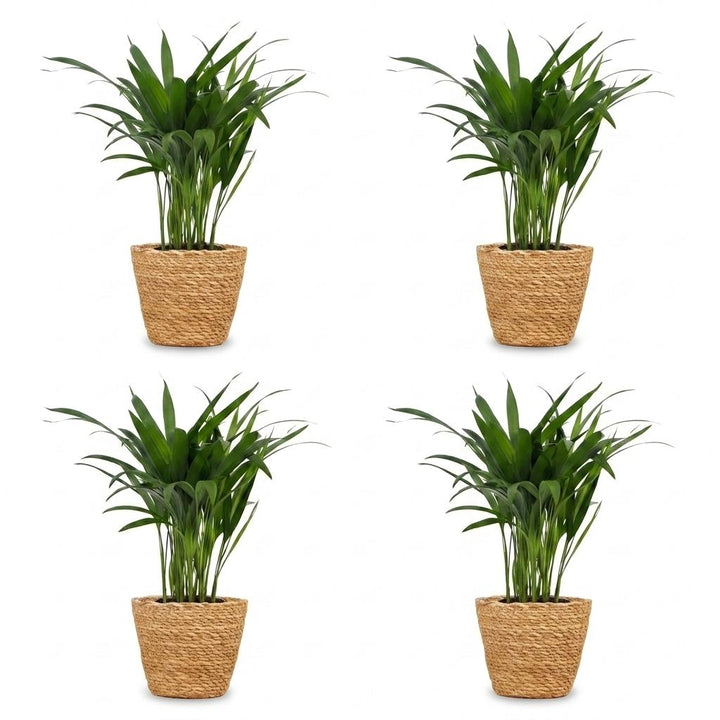 Areca Lutescens - Areca Palm - 4 Plants - with Basket - Pot 12cm - Height - 45cm