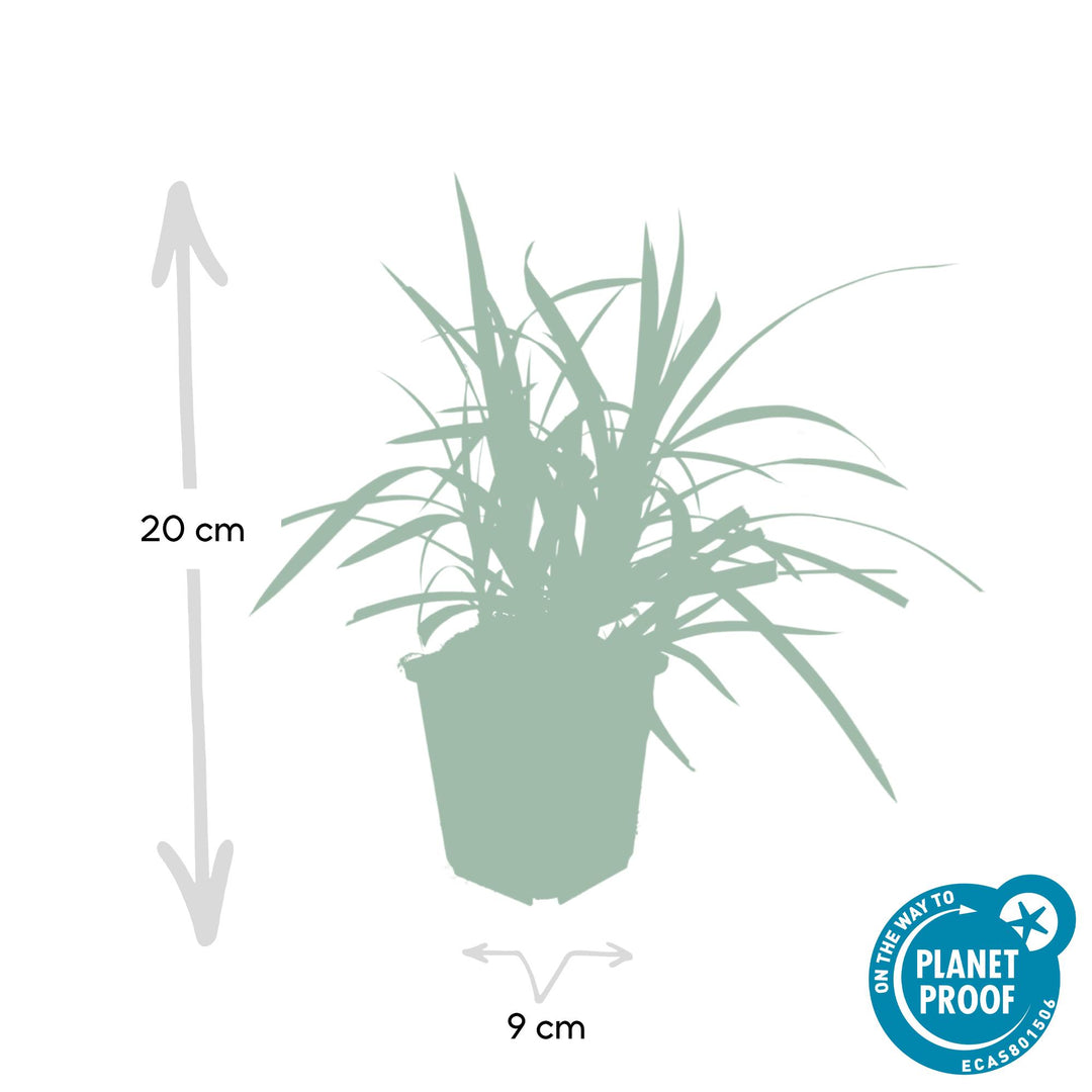 Carex Morrowi Irish Green - Evergreen Groundcover Plants 60 Pack