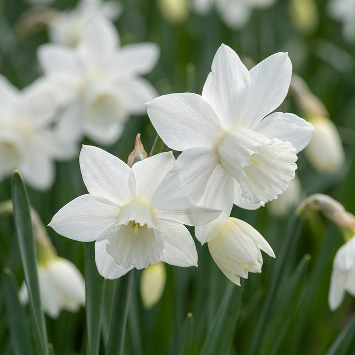 120x Narcissus Triandrus Thalia - Narcisse 'Thalia' - Blanc - Floraison printanière - Calibre 10/12