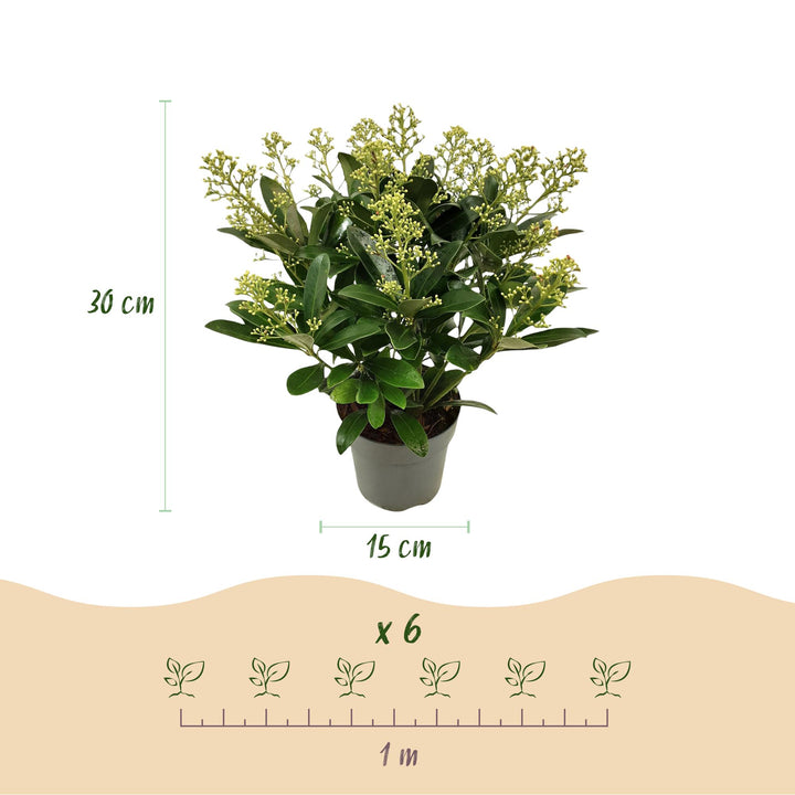 Pack of 2 Skimmia japonica 'Finchy' plants in 15cm pots, 30cm tall - view 3